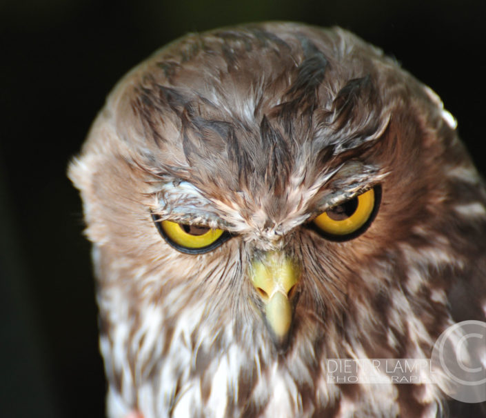 Naturfotografie von Tieren: Evil Owl
