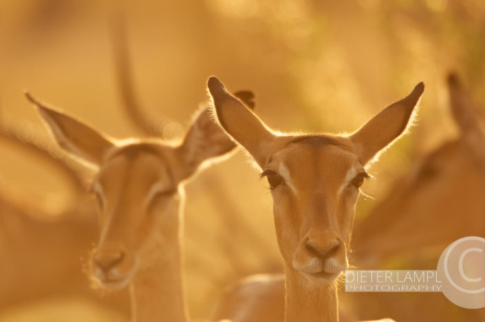Naturfotografie von Tieren: Golden Impalas Botswana