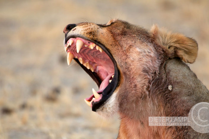 Naturfotografie von Tieren: Löwin Namibien