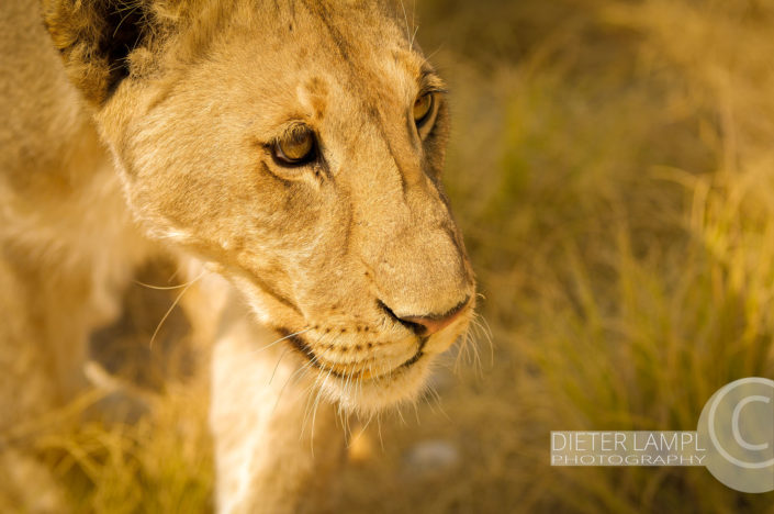 Naturfotografie von Tieren: Löwin Closeup Namibien