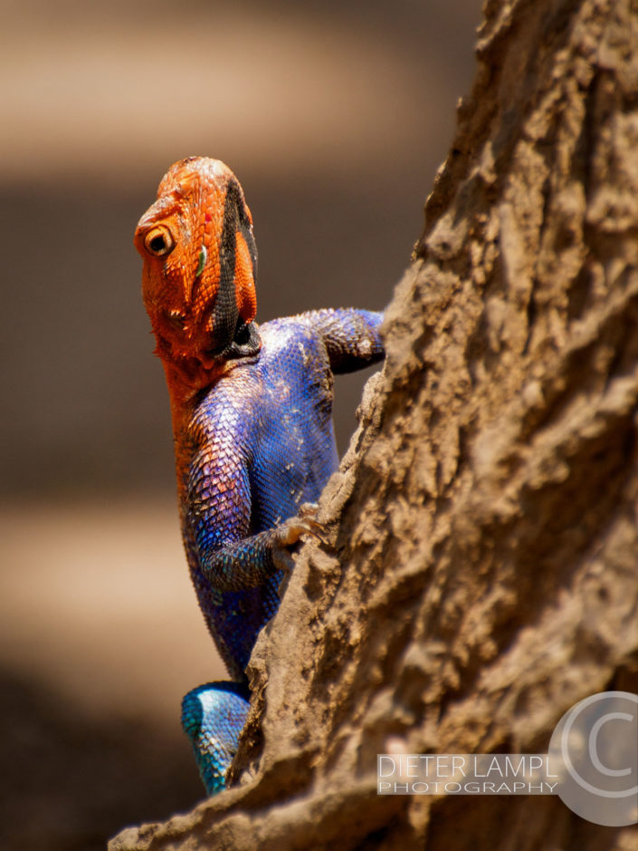 Naturfotografie von Tieren: Rock Agama Lizard Tansania